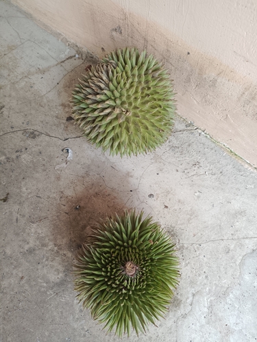 Durio oxleyanus (Durian Sukang) — photo