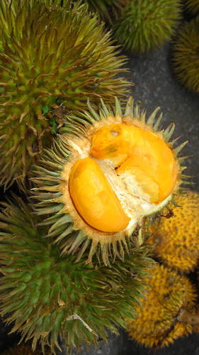 Durio oxleyanus
