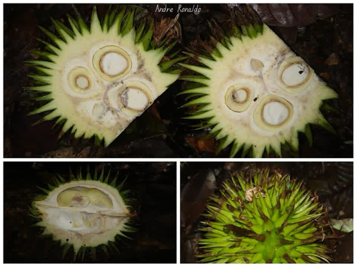 Durio oxleyanus (Durian Sukang) — photo
