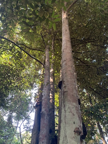 Durio testudinarum (Durio kakura) — photo