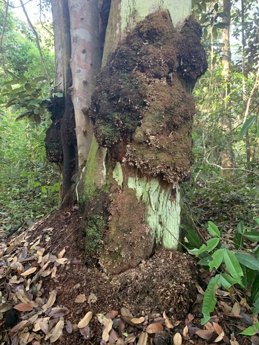 Durio testudinarum
