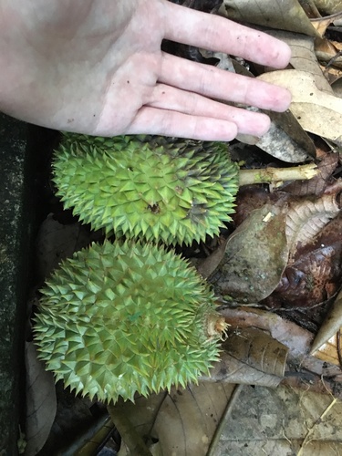 Durio zibethinus (Durian) — photo