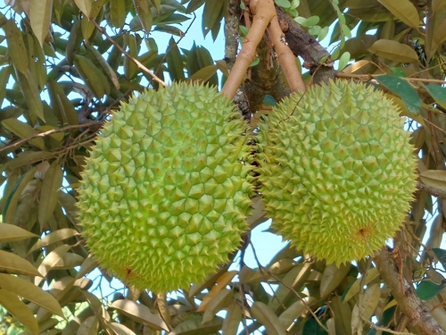 Durio zibethinus