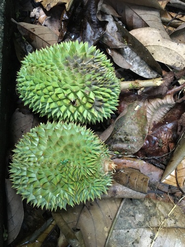 Durio zibethinus (Durian) — photo