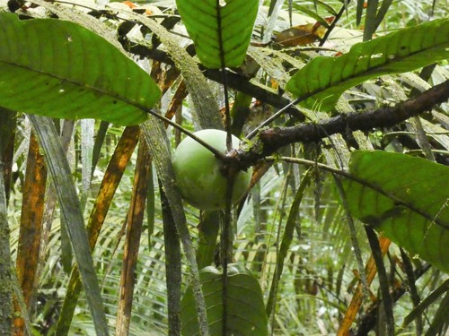 Duroia aquatica (Water duroia) — photo