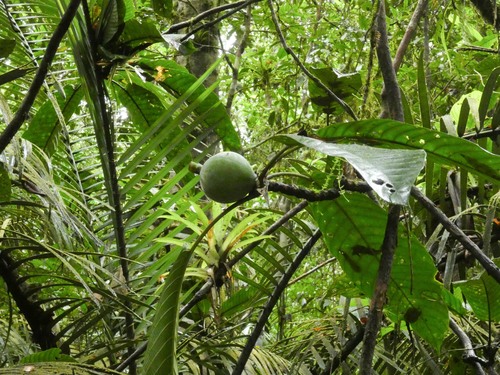 Duroia aquatica (Water duroia) — photo