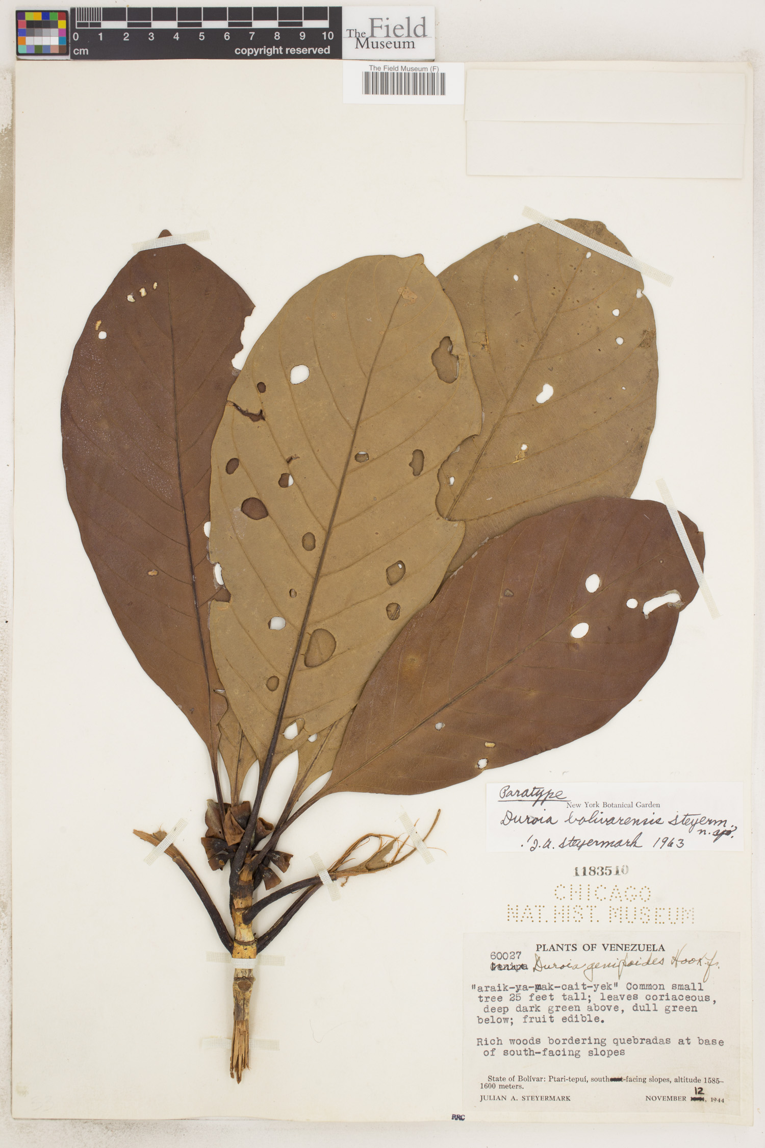 Duroia bolivarensis (Bolivar duroia) — photo