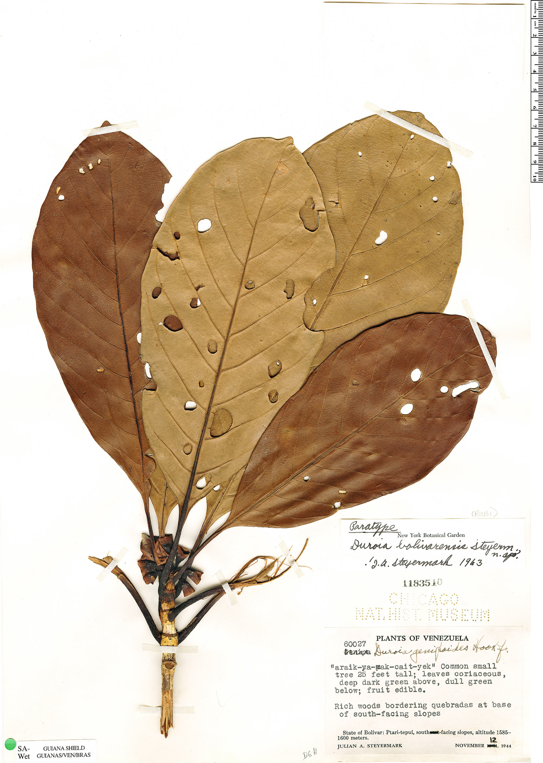 Duroia bolivarensis (Bolivar duroia) — photo