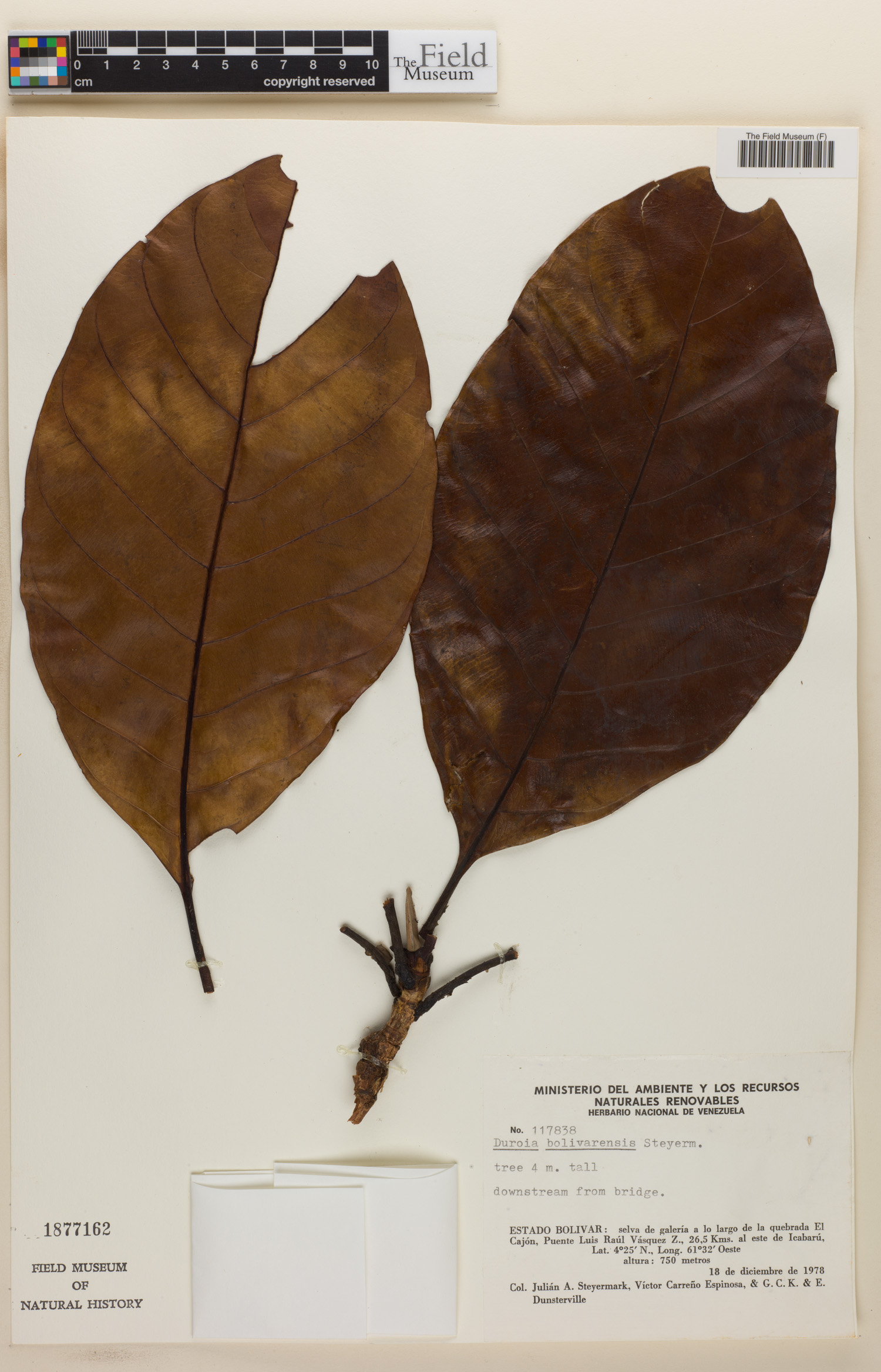 Duroia bolivarensis