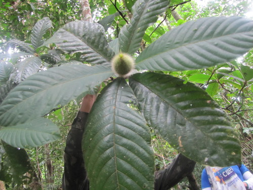 Duroia hirsuta (Hairy duroia) — photo