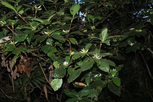 Duroia hirsuta
