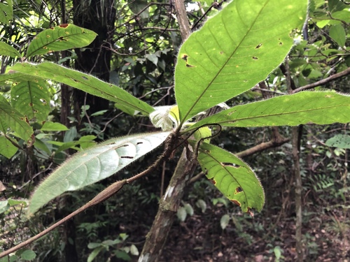 Duroia hirsuta (Hairy duroia) — photo