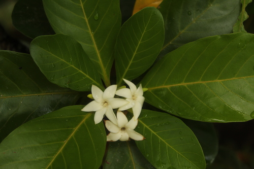 Duroia micrantha