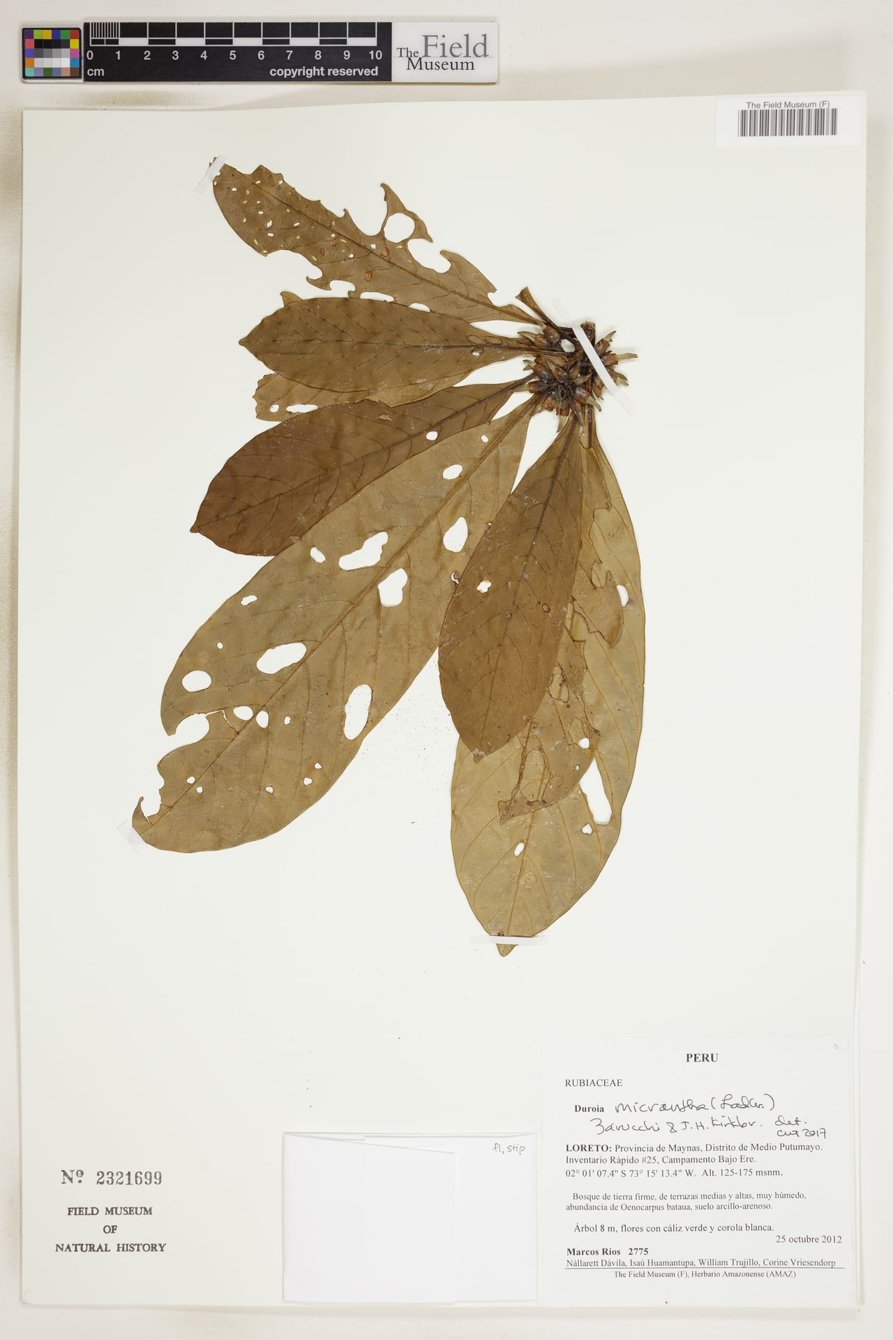 Duroia micrantha (Small flower duroia) — photo