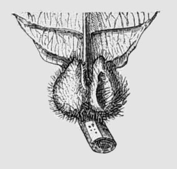 Duroia saccifera