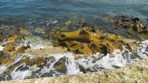 Durvillaea potatorum (Bull kelp) — photo