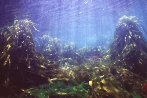Durvillaea potatorum (Bull kelp) — photo