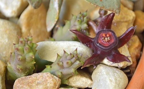 Duvalia caespitosa