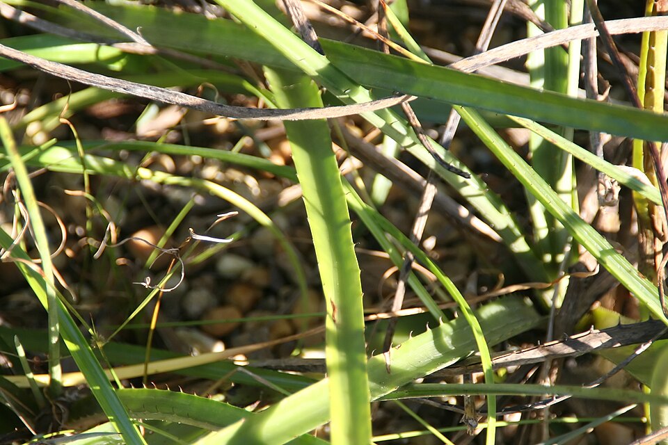 Dyckia ferox