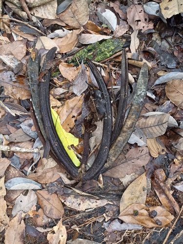 Dyera costulata (Jelutong) — photo