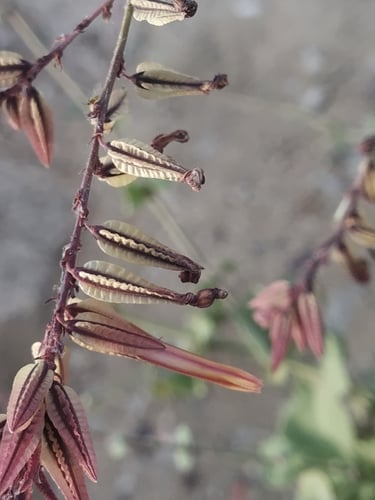 Dyerophytum indicum — photo