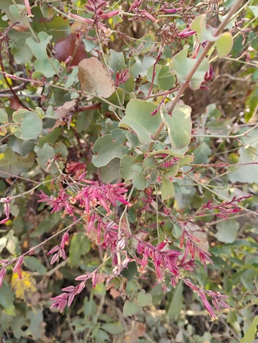 Dyerophytum indicum — photo