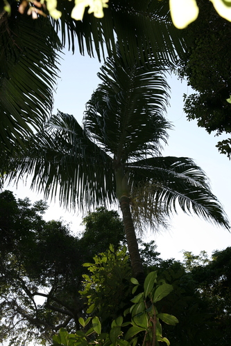 Dypsis ampasindavae