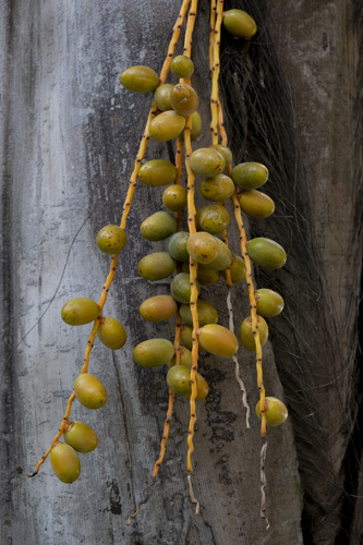 Dypsis ankaizinensis — photo