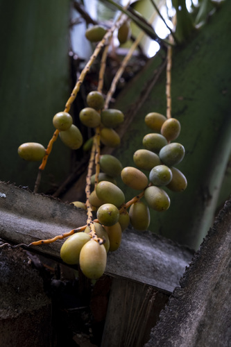 Dypsis ankaizinensis