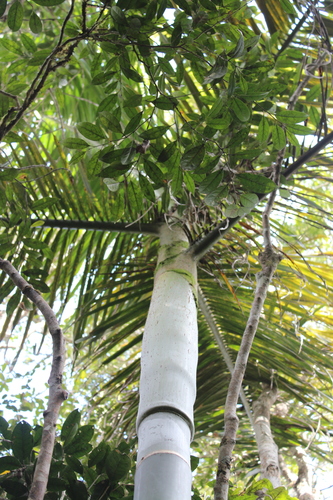 Dypsis baronii (Sugarcane tree) — photo