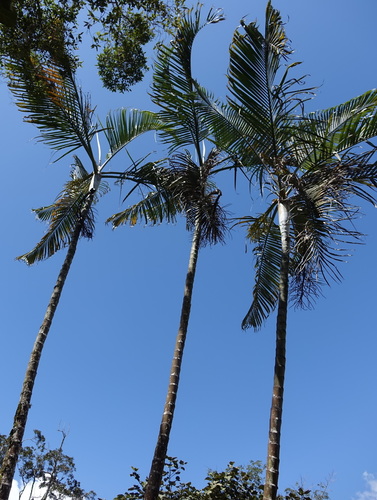 Dypsis baronii