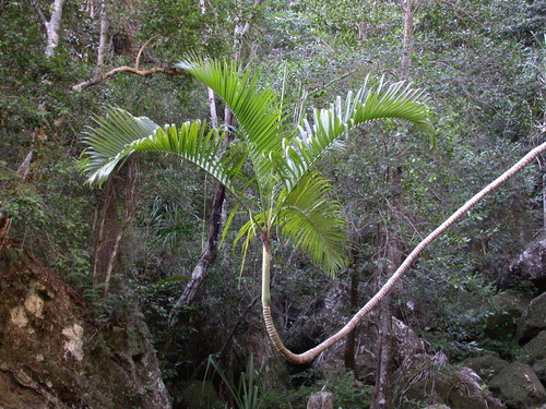 Dypsis baronii (Sugarcane tree) — photo