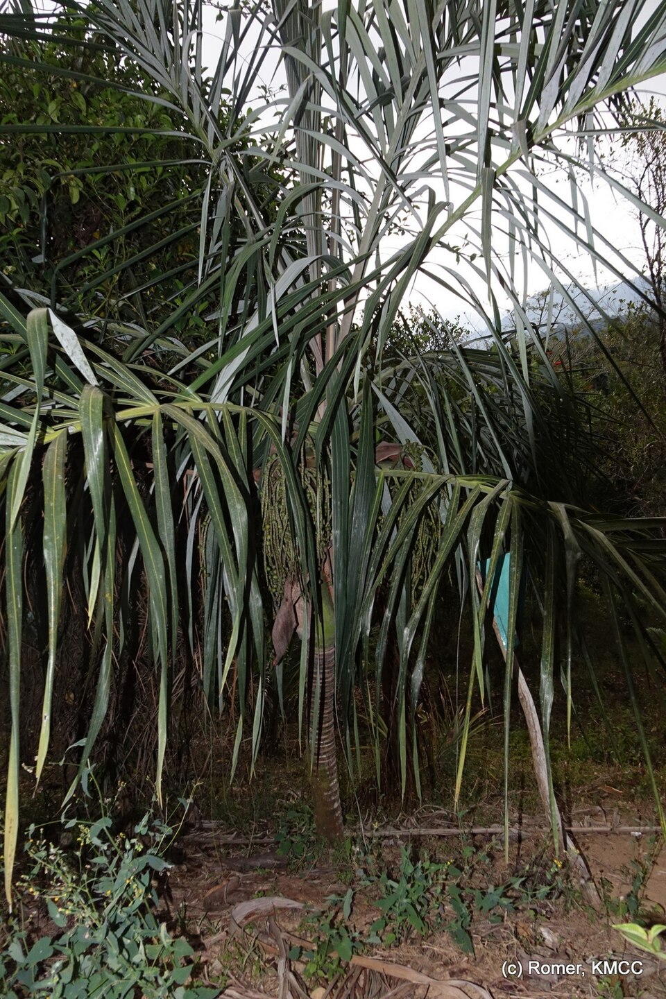 Dypsis basilonga (Madiovozona) — photo