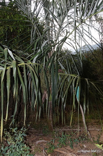 Dypsis basilonga