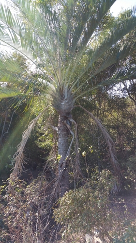 Dypsis decaryi (Triangle palm) — photo