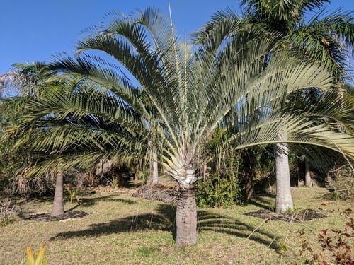 Dypsis decaryi
