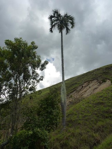 Dypsis decipiens (Manambe palm) — photo
