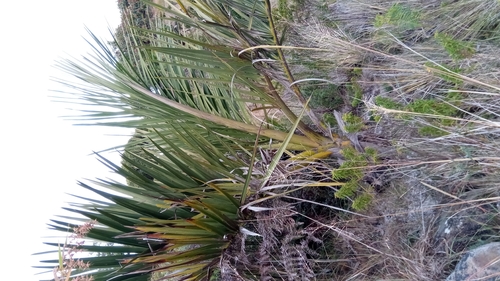 Dypsis decipiens (Manambe palm) — photo