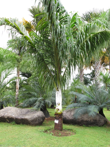 Dypsis decipiens