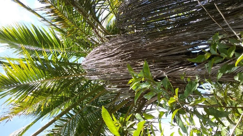 Dypsis fibrosa — photo