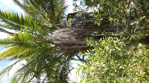 Dypsis fibrosa — photo