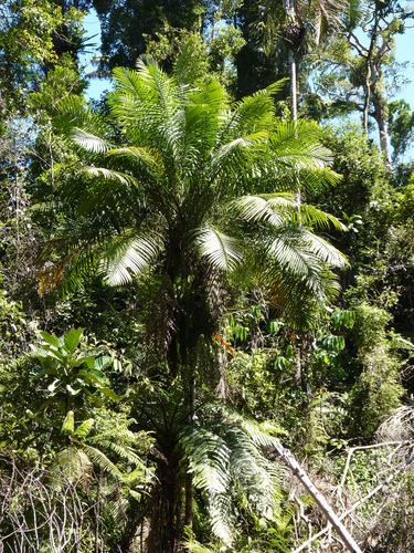 Dypsis fibrosa