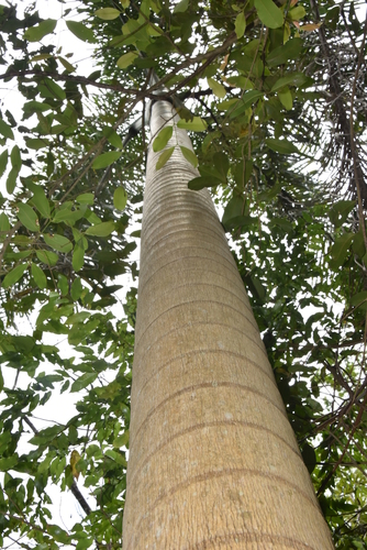 Dypsis hovomantsina (Hovomantsina) — photo