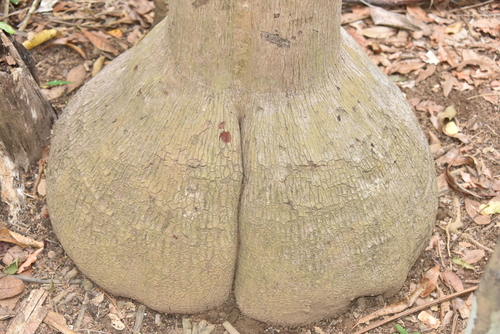 Dypsis hovomantsina (Hovomantsina) — photo