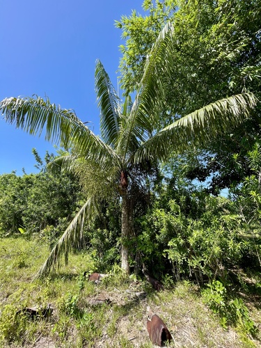 Dypsis lastelliana (Red Neck palm) — photo