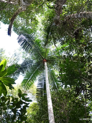 Dypsis lastelliana (Red Neck palm) — photo
