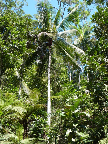 Dypsis lastelliana