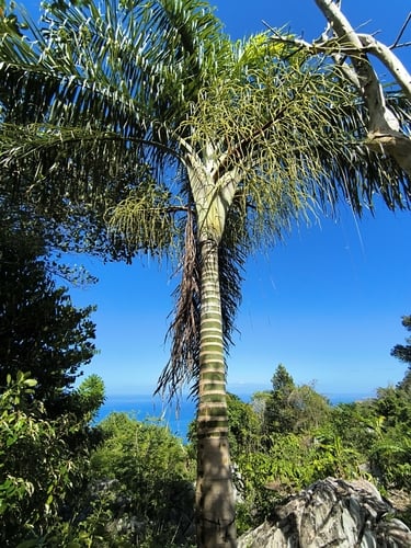 Dypsis madagascariensis (Green Cane Palm) — photo