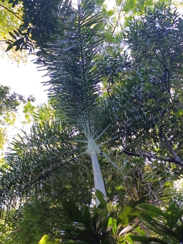 Dypsis madagascariensis (Green Cane Palm) — photo