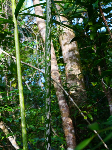Dypsis mananjarensis (Mealy bug palm) — photo